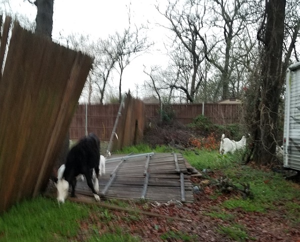 fence down, cows & goats roaming in my yard.jpg