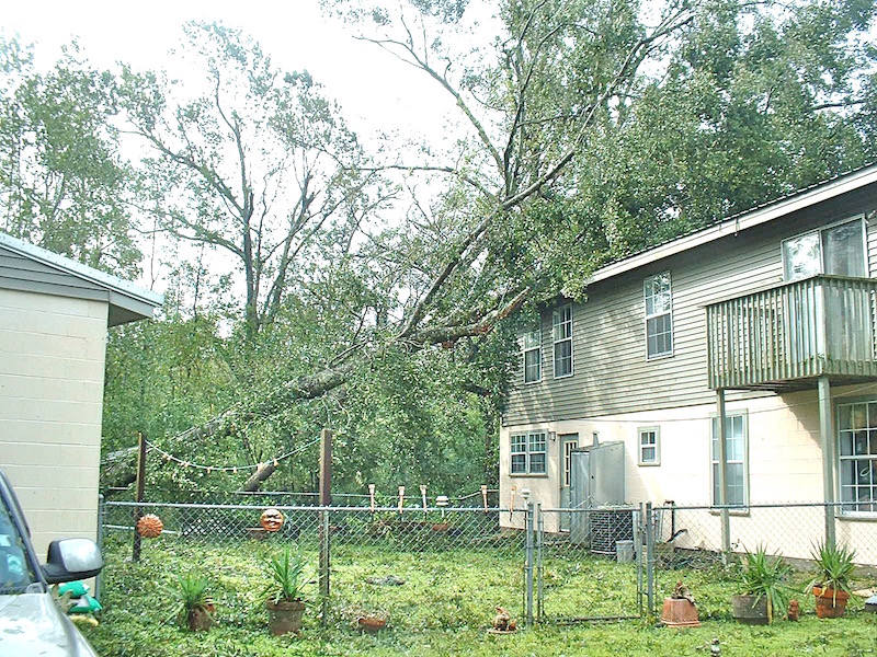 tree on house 1 .jpg