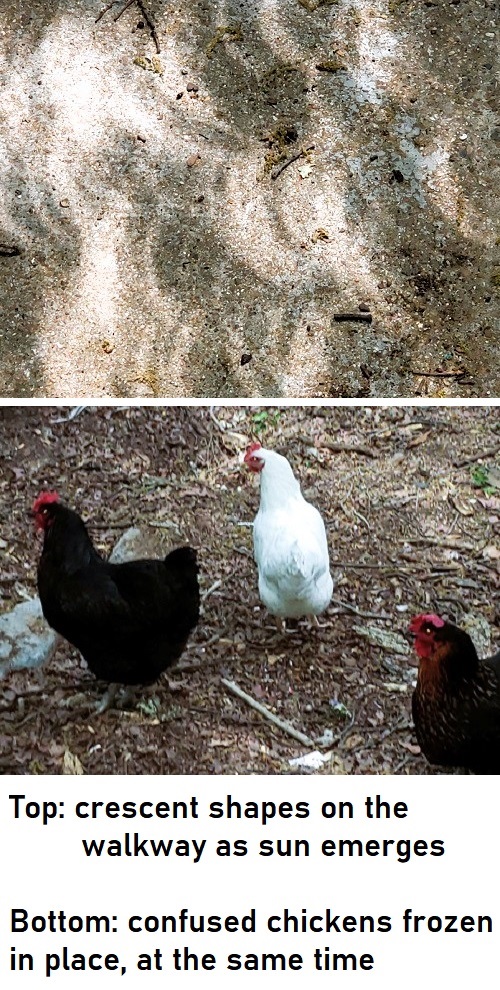 crescent shadows & frozen chickens.jpg