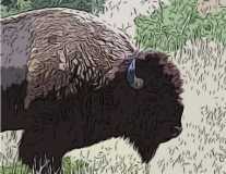 cartoon buffalo