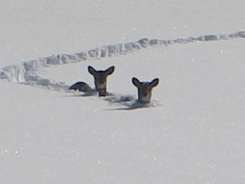 deer in deep snow