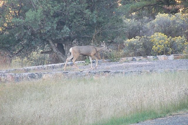 Single Whitetail Doe moving across campsite 3 at Lake Robert's Upper End Campground in the Gila National Forest, New Mexico