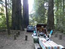 Camping In Redwoods