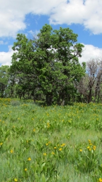 Great Basin   May2014 44