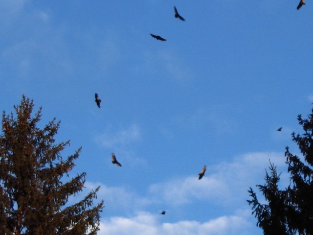 buzzards