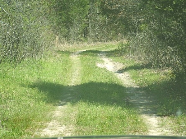 Trail Into Deer/Turkey Camp ( About a Half Mile Like This )