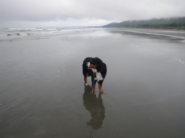 Beach at Kalaloch