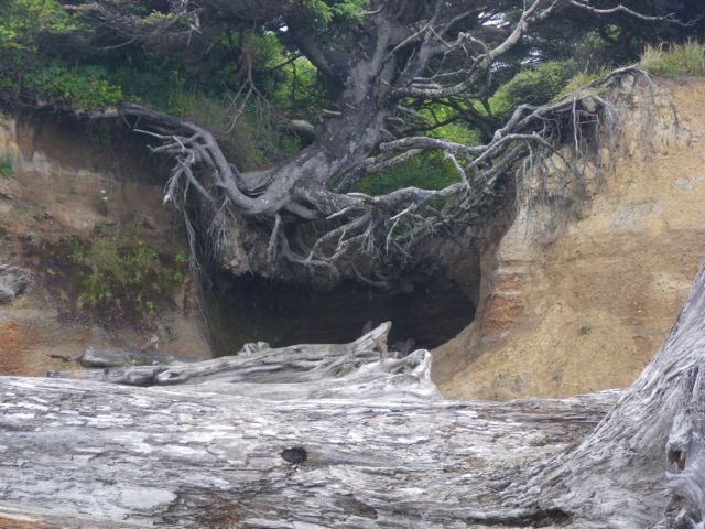 Interesting tree on beach