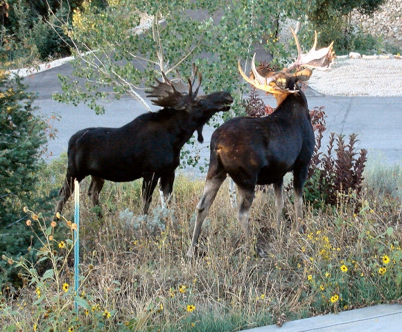 Our neighborhood moose