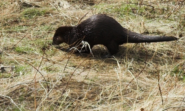 otter1