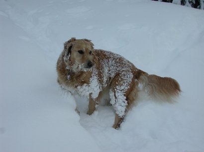 Abby in Truckee