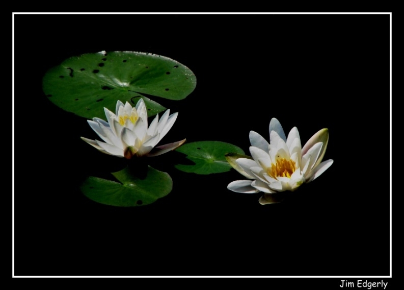 Water Lily