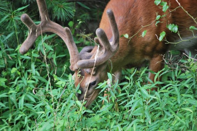 Buck in Velvet