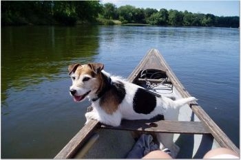 Canoe loving rileydog