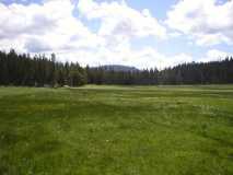 Medow near Hetch Hetchy (Yosemite)