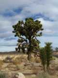 Joshua Tree 6