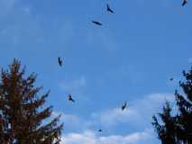 buzzards