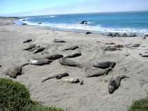 Ocean Seals1