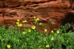 Red Rock Canyon 5/8/2010