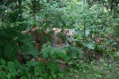 Baron at Lake Washburn August 2008 #1