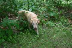 Baron at Lake Washburn August 2008 #2