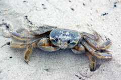 Padre Island Ghost Crab