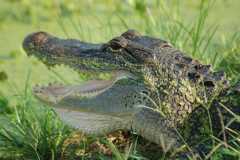 10ft alligator brazos bend