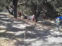 Wildlfie in the campground