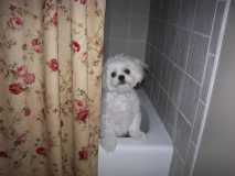 Maggie in our tub