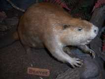 The Big Beaver