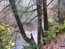 Davidson River 10/31/2009