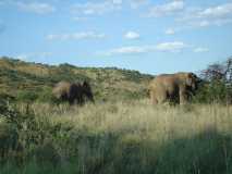 Pilanesberg Game Reserve Feb 2007
