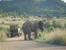 Male Elephant