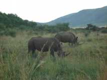 2 Rhinos at Pilanesberg