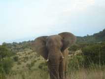 Elephant approaching