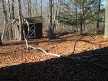 Tree On Shed