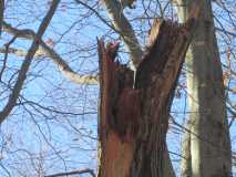 Tree Rot