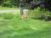 22 Spotted Fawn