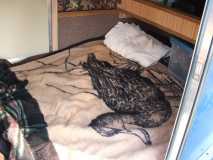 Duck Blanket---Keep Warm!!!