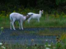 some of the Seneca Army Depot's famous white deer