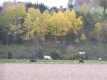 Autum cows