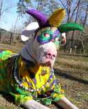 Oz in his Mardi Gras gear...