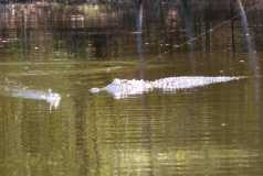 Gator following bait...