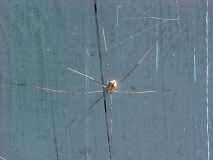 7 legged spider