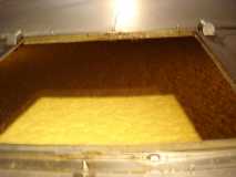 Mash fermenting