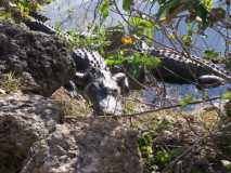 Everglades-Shark River NP --Buddies