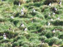 Puffin Convention, Witless Bay Preserve, NL