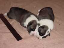 Pups at seven days old