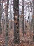 Woody Wood Pecker was here