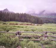 Horses put to pasture at Brooks Lake, Wyoming.
